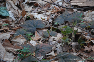 Tiarella cordifolia 