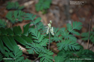 Dicentra cucullaria