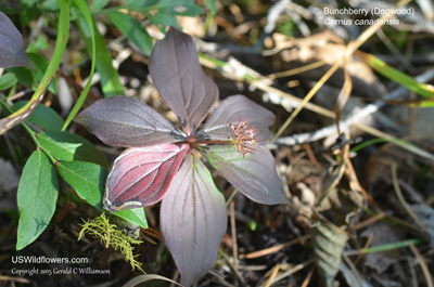 Cornus canadensis