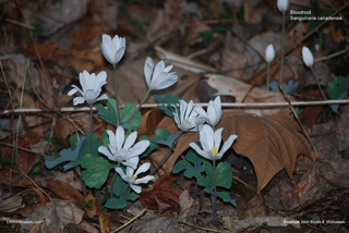 Sanguinaria canadensis