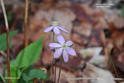 Anemone acutiloba