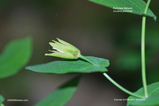 Uvularia perfoliata