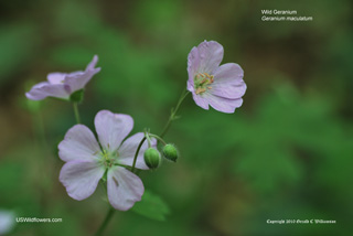 Geranium maculatum