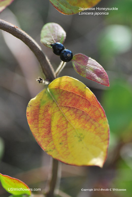 Lonicera japonica