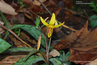 Erythronium americanum