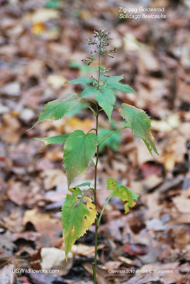 Solidago flexicaulis