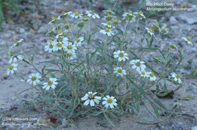 Melampodium leucanthum