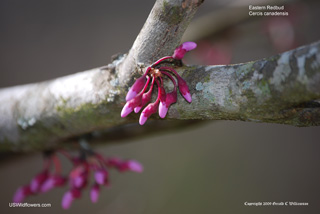 Cercis canadensis