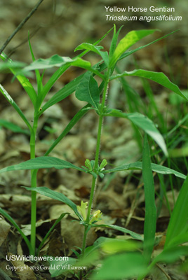 Triosteum angustifolium