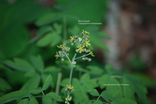 Caulophyllum thalictroides