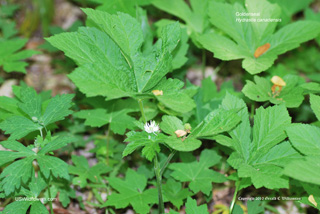 Hydrastis canadensis