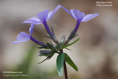 Phlox divaricata