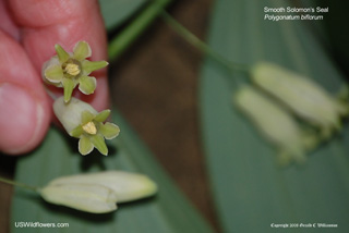 Polygonatum biflorum