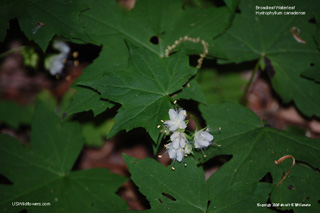 Hydrophyllum canadense