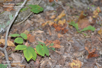 Desmodium nudiflorum