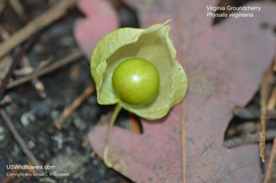 Physalis virginiana