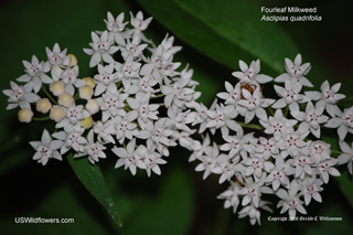 Asclepias quadrifolia