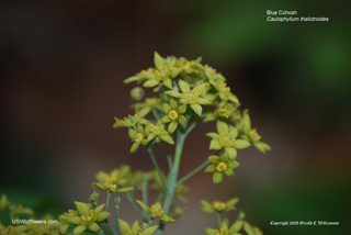 Caulophyllum thalictroides