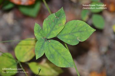 Desmodium nudiflorum