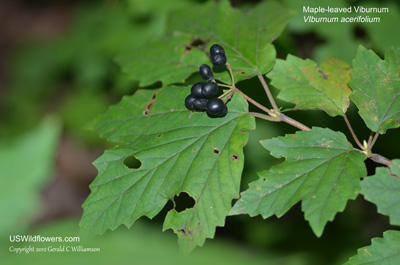 Viburnum acerifolium