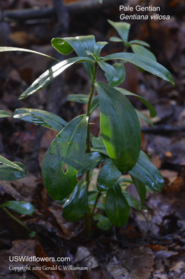 Gentiana villosa