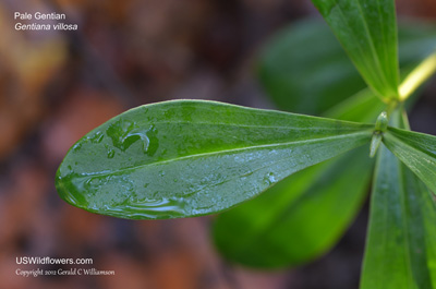 Gentiana villosa