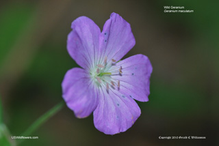 Geranium maculatum