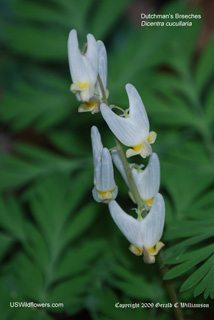 Dicentra cucullaria