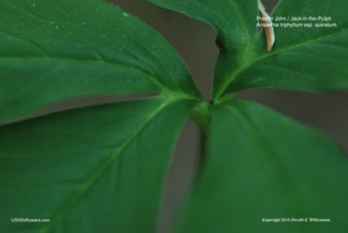 Arisaema quinatum