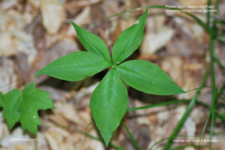 Arisaema quinatum