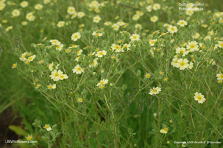 Potentilla recta