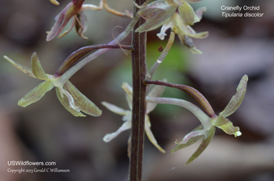 Tipularia discolor