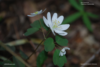 Thalictrum thalictroides