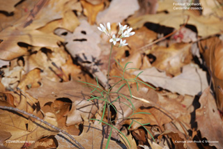 Cardamine dissecta