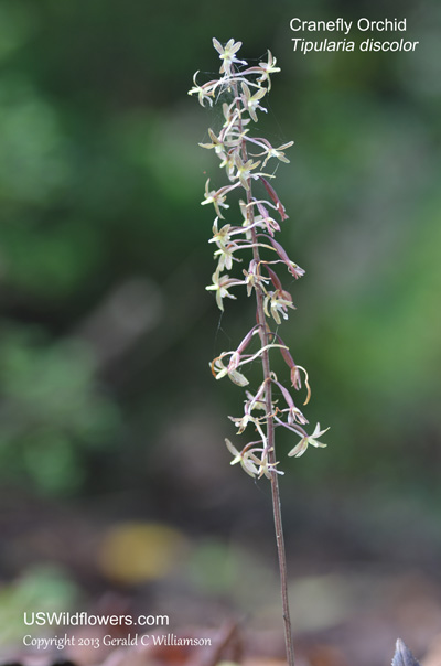 Tipularia discolor