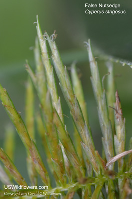 Cyperus strigosus