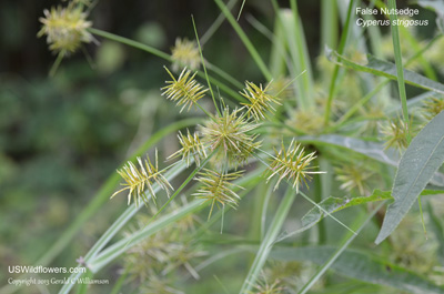 Cyperus strigosus