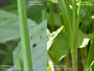 Cyperus strigosus