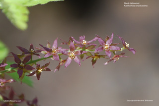 Xanthorhiza simplicissima