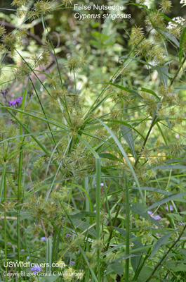 Cyperus strigosus