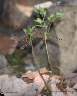 Xanthorhiza simplicissima