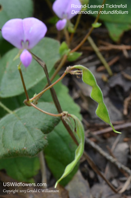 Desmodium rotundifolium