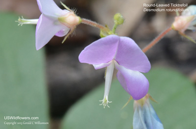 Desmodium rotundifolium