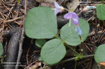 Desmodium rotundifolium