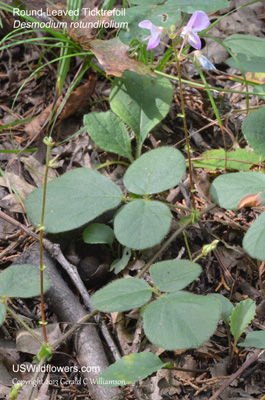 Desmodium rotundifolium