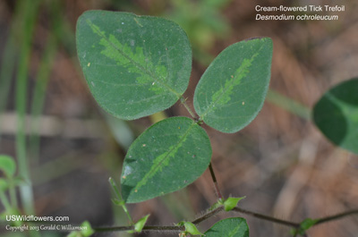 Desmodium ochroleucum