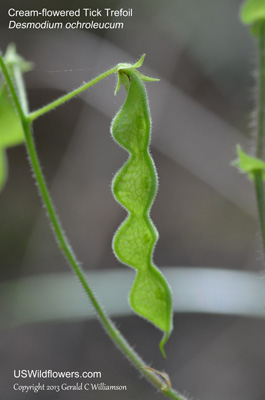 Desmodium ochroleucum