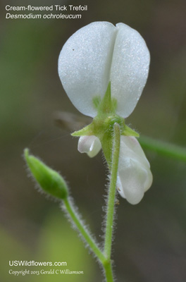 Desmodium ochroleucum