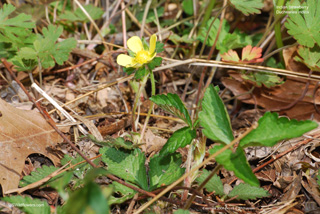 Duchesnea indica