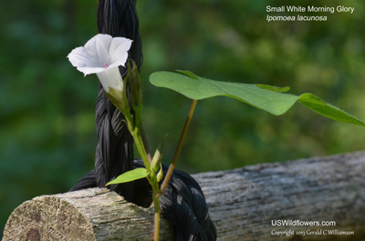 Ipomoea lacunosa